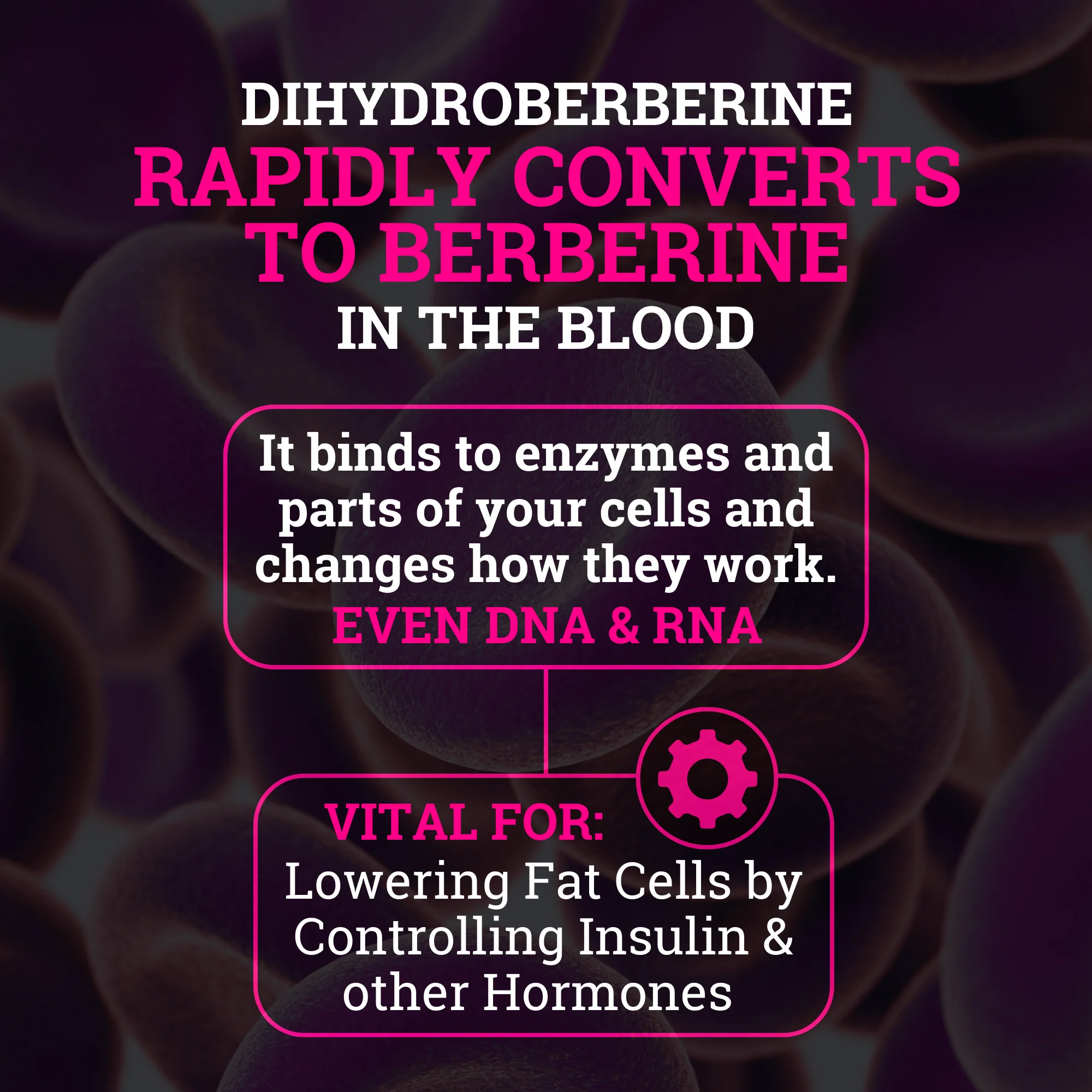 5x Berberine™ (Dihydroberberine) Enhanced with Ceylon Cinnamon - Image 5