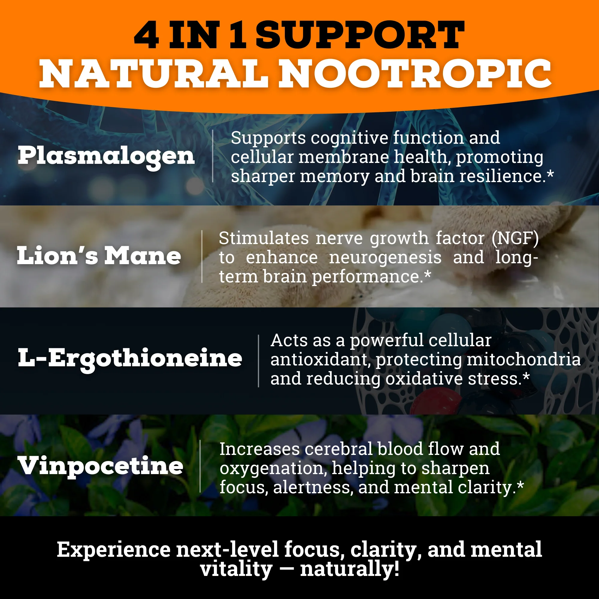 Brain Complex (4-IN-1 Natural Nootropic) - Image 3