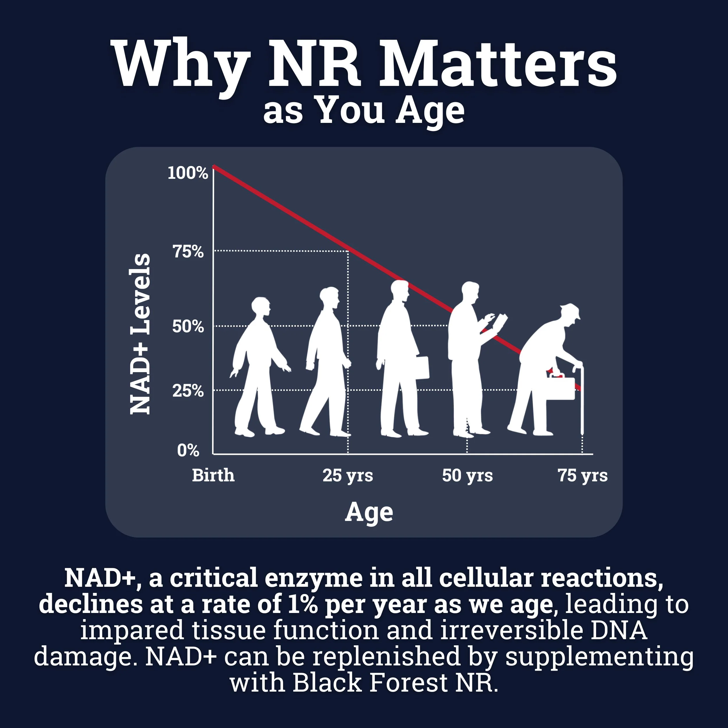 Nicotinamide Riboside (NR) 1550MG | With Quercetin & Resveratrol - Image 5