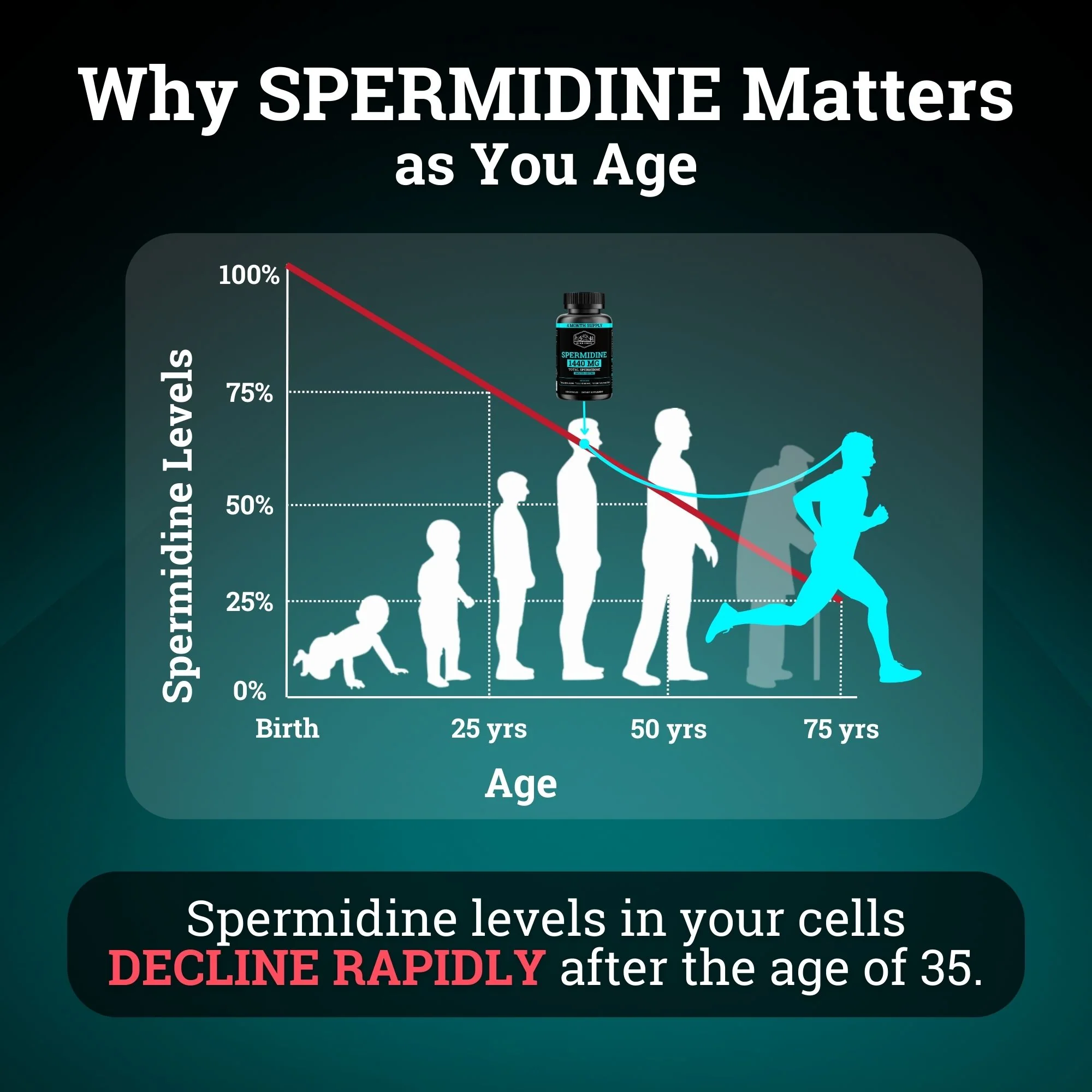Spermidine 1440MG | 12MG Per Capsule | 4 Month Supply - Image 5
